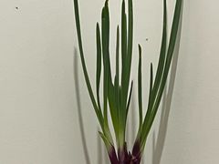 -蓉城阳光推拿馆(羊子山路店)