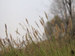 -东郊湿地公园