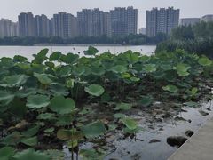 -南翔镇银翔湖公园