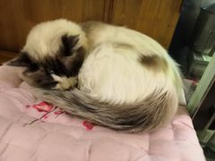 -猫色咖啡·猫咖