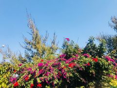 -北海金海湾红树林生态旅游区