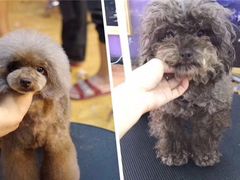 -犬也宠物造型(恒茂国际都会商业街店)