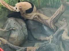 -武汉动物园