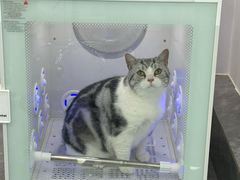 -爱洗澡的猫(望京店)