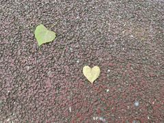 -合肥滨湖国家森林公园