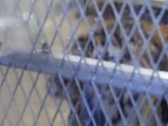 -西湖外事游船(花港观鱼码头)