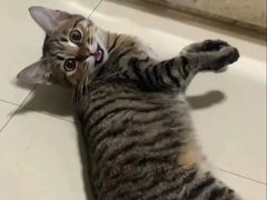 -宠爱国际动物医院· 猫科· 外科·中兽医(长白店)