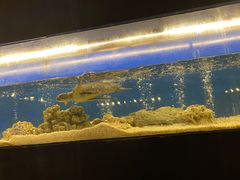 -海棠湾九号度假酒店-融荟家和中餐厅