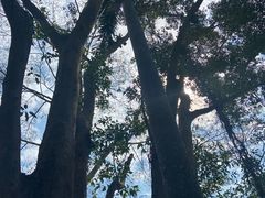 -中国科学院西双版纳热带植物园