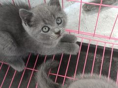 -宠福鑫康馨动物医院·骨科·眼科