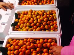 金橘-菜园坝水果市场