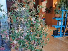 -四姑娘山阿巴郎·藏式花园餐厅