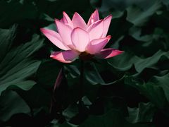 -幕燕滨江·长江观音景区