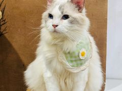 -楼上猫咖(罗湖店)