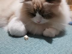 -藏猫猫咖啡主题馆(中央大道店)