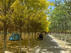 -西青郊野公园