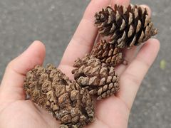 -羚羊峡古栈道森林公园