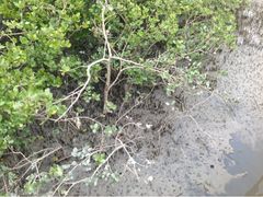 -北海金海湾红树林生态旅游区