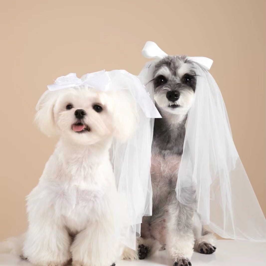 狗狗婚纱照来袭