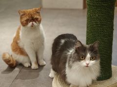 -飞行喵MR PILOT|猫舍·猫咖(静安大融城店)