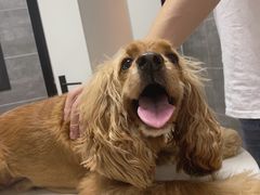 -美联众合宠物医院·爱萌分院·内外科·猫科中心