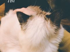 -猫色咖啡·猫咖