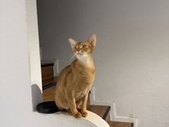 -琪喵猫屋·撸猫猫咖·猫舍