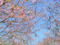 -天适樱花悠乐园