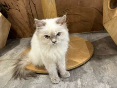 -楼上猫咖(罗湖店)