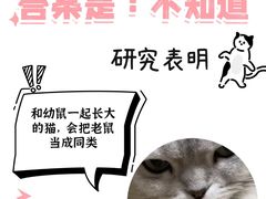 -翊宠yipet猫狗购宠庄园犬舍•猫舍