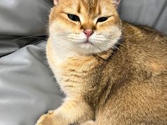 -逗柴咖啡屋·狗咖猫咖宠物桌游