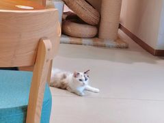 -藏猫猫咖啡主题馆(中央大道店)