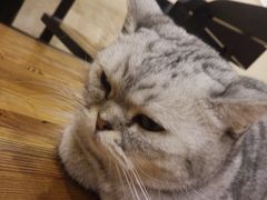 -猫友咖啡店(玉林西路店)