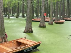 -渌洋湖湿地公园