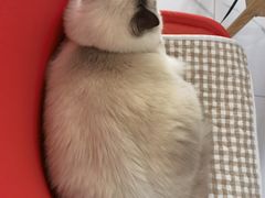 -宠颐生动物医院·心脏科·保险定点(锦阳分院)