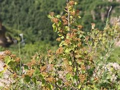 -小五台金河景区