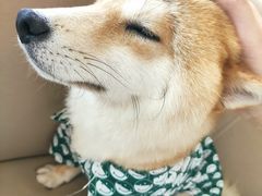 -怪兽屋·羊驼·猫咖·狗咖(俊华广场店)