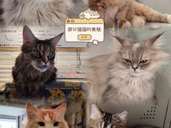 -平行世界·猫咖(首经贸店)