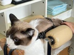 -派美特宠物医院·核磁CT·骨科肿瘤·疑难转诊(沈农禾丰店)