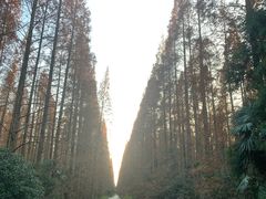 -东平国家森林公园