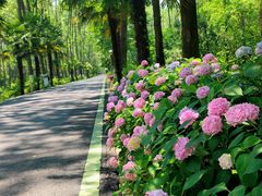 -合肥滨湖国家森林公园