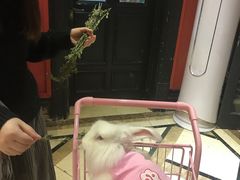 -猫色咖啡·猫咖