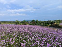 -西京湾花海