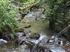 -莫里热带雨林景区