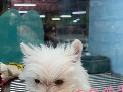 -FAELING PETS美天灵宠物(合生汇店)