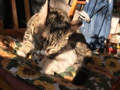 -海边的猫和咖啡馆