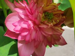 -苏州艺都古玩花鸟市场