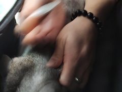 -顺强宠物诊所·狂犬免疫·夜诊·骨科(嘉定店)