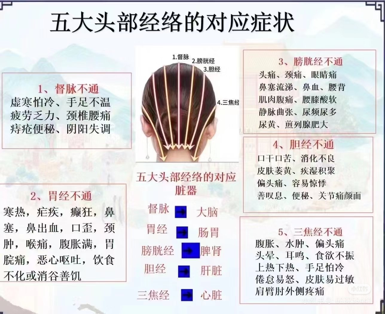 头部经络图 膀胱图片