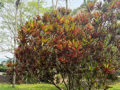 -中国科学院西双版纳热带植物园